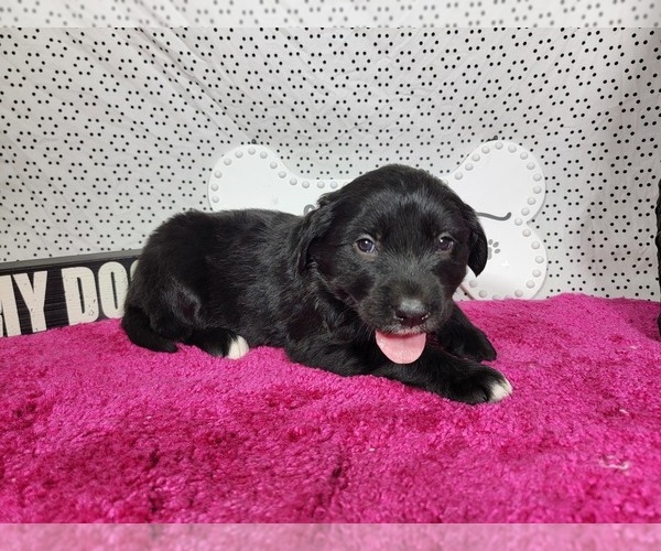 Medium Photo #10 Golden Mountain Dog Puppy For Sale in BLACK FOREST, CO, USA