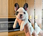 Puppy Puppy 3Oreo French Bulldog
