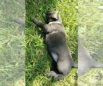 Small #14 Labrador Retriever