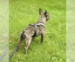 Small #3 French Bulldog