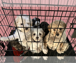 Small Goldendoodle-Shih Tzu Mix