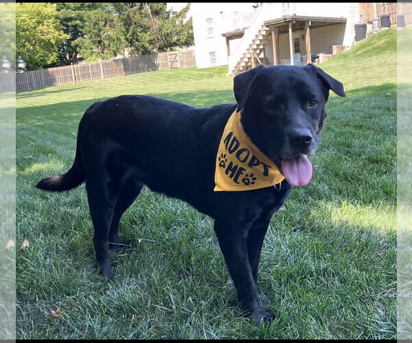 Medium Photo #4 Labrador Retriever Puppy For Sale in Walnutport, PA, USA