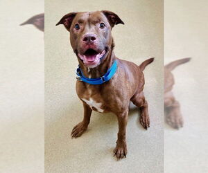 American Pit Bull Terrier-Unknown Mix Dogs for adoption in Derwood, MD, USA