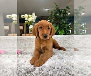Golden Retriever Puppy for sale in GREENFIELD, IN, USA