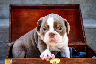 English Bulldog Puppy for sale in INDEPENDENCE, MO, USA