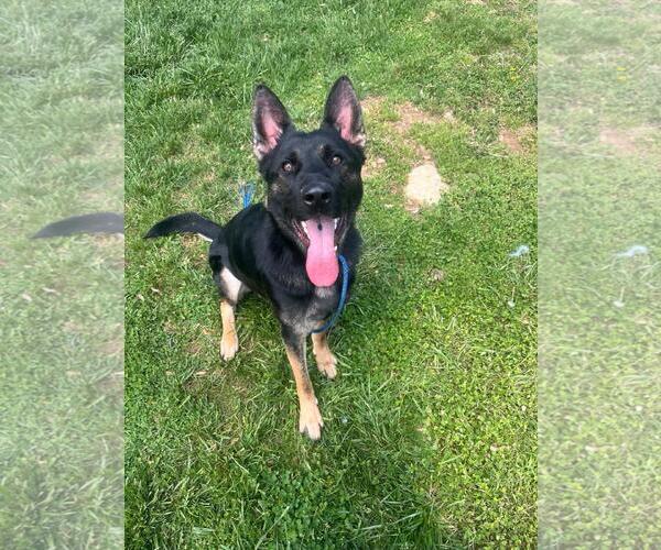 Medium Photo #2 Mutt Puppy For Sale in Front Royal, VA, USA