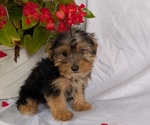Small #3 Yorkshire Terrier