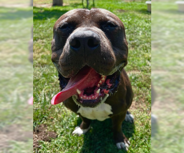 Medium Photo #1 Mutt Puppy For Sale in Ventura, CA, USA