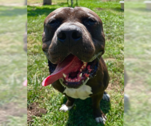 Mutt Dogs for adoption in Ventura, CA, USA