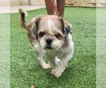 Small #4 Shih Tzu