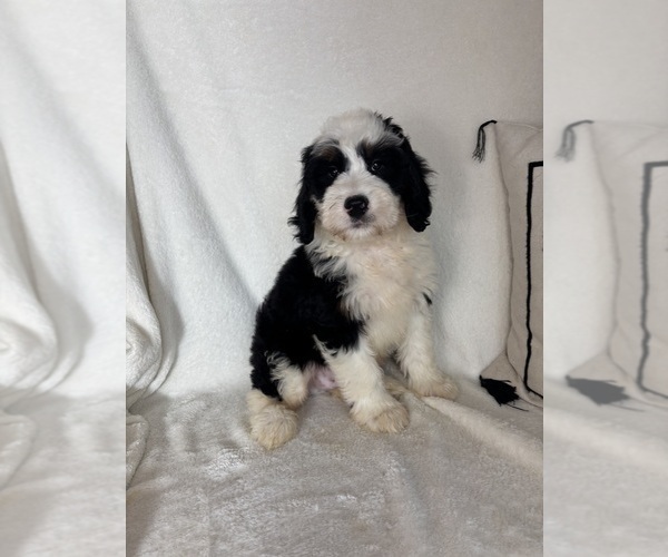 Medium Photo #3 Bernedoodle Puppy For Sale in GREENFIELD, IN, USA