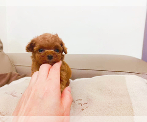 Poodle (Miniature) Puppy for sale in ASTORIA, NY, USA