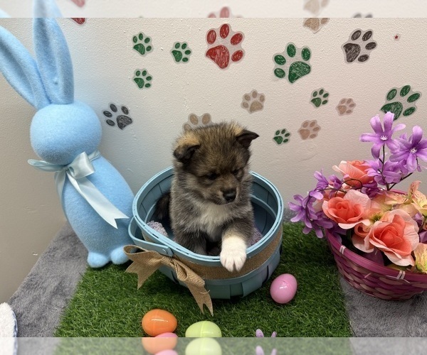 Medium Photo #3 Pomsky-Shiba Inu Mix Puppy For Sale in NASHUA, NH, USA