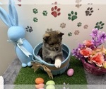 Small Photo #3 Pomsky-Shiba Inu Mix Puppy For Sale in NASHUA, NH, USA