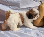 Small Photo #4 Shih Tzu Puppy For Sale in GOSHEN, IN, USA