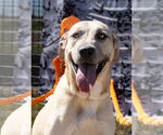 Small #4 Anatolian Shepherd Mix