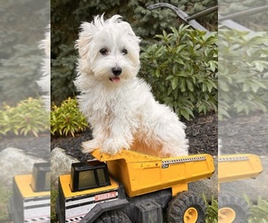 Maltese Puppy for sale in MIDDLEBURY, IN, USA