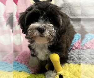 Havanese Puppy for sale in LIVONIA, MI, USA