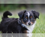 Small #9 Miniature Australian Shepherd