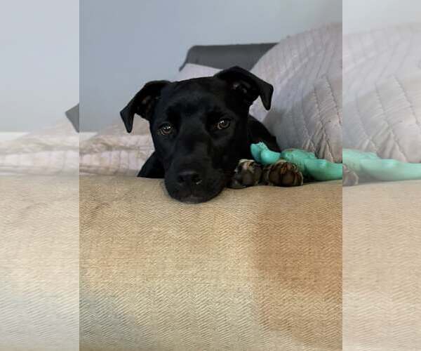 Medium Photo #2 Mutt Puppy For Sale in Greenville, SC, USA