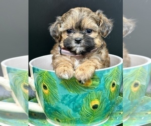ShihPoo Puppy for sale in CASSVILLE, MO, USA