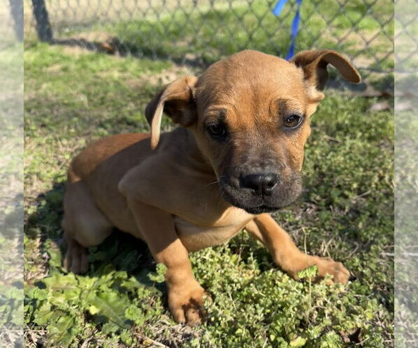 Medium Photo #4 Boxer-Unknown Mix Puppy For Sale in Tarrytown, GA, USA