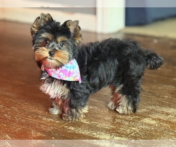 Medium Photo #6 Yorkshire Terrier Puppy For Sale in DETROIT, MI, USA