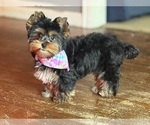 Small #5 Yorkshire Terrier