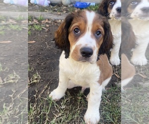 English Springer Spaniel Puppy for sale in VACAVILLE, CA, USA