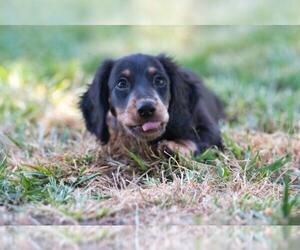 Father of the Dachshund puppies born on 06/02/2025
