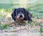 Small Photo #1 Dachshund Puppy For Sale in NEVADA CITY, CA, USA