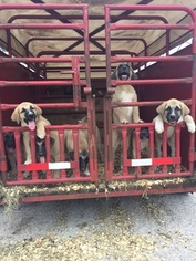 Anatolian Shepherd Puppy for sale in CHESTER, SC, USA