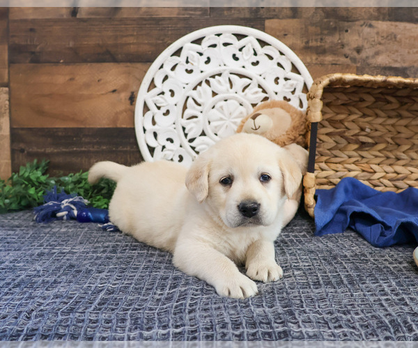 Medium Photo #2 Labrador Retriever Puppy For Sale in SYRACUSE, IN, USA