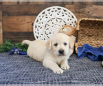 Small #1 Labrador Retriever