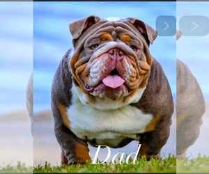 Father of the English Bulldog puppies born on 05/02/2023