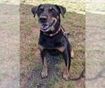 Small #2 Labrador Retriever Mix