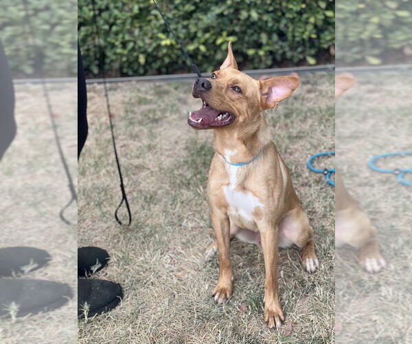 Medium Photo #2 Labrador Retriever-Unknown Mix Puppy For Sale in Dana Point, CA, USA