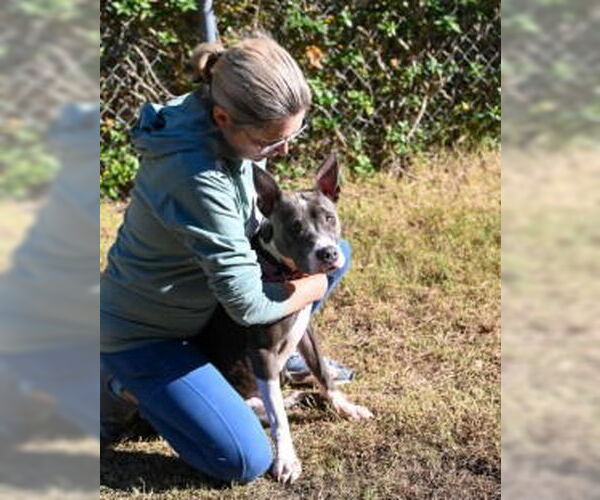 Medium Photo #7 Mutt Puppy For Sale in Glen Allen, VA, USA