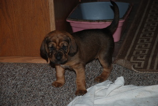 Bloodhound Puppy for sale in JOHNSTOWN, OH, USA