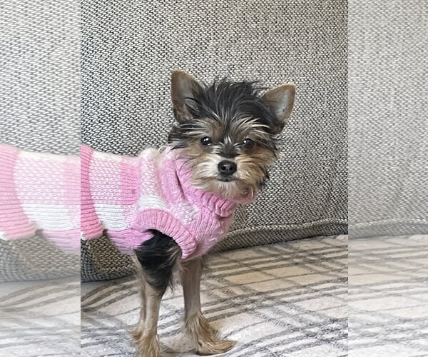 Medium Photo #7 Mutt Puppy For Sale in Allentown,, PA, USA