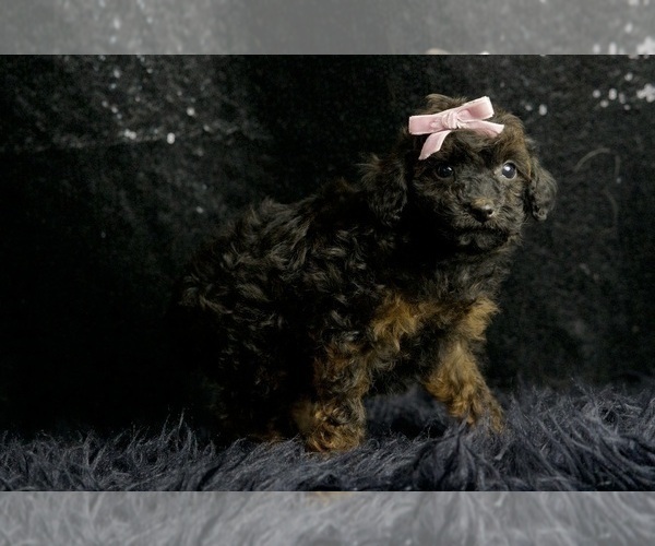 Medium Photo #7 Poodle (Toy) Puppy For Sale in WARSAW, IN, USA