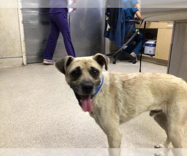 Medium Photo #1 Mutt Puppy For Sale in Riverside, CA, USA