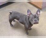 Small French Bulldog