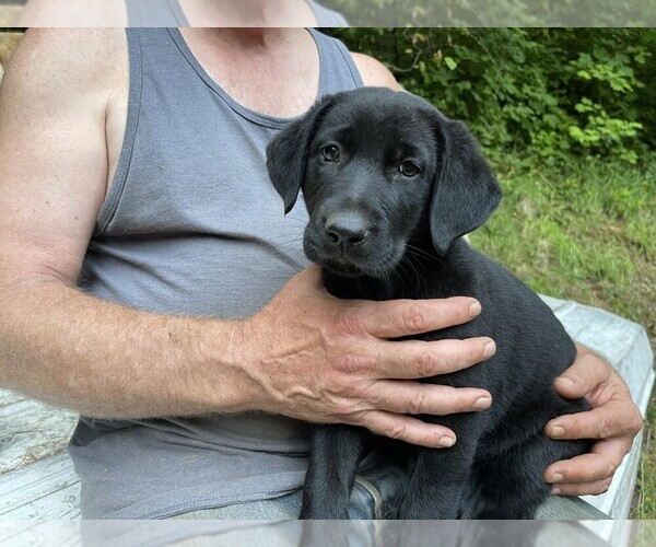 Medium Photo #1 Shepradors Puppy For Sale in OLYMPIA, WA, USA