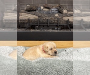 Medium Labrador Retriever
