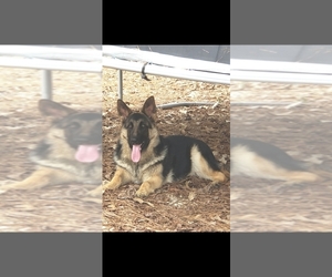 Father of the German Shepherd Dog puppies born on 09/13/2025