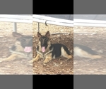 Small Photo #1 German Shepherd Dog Puppy For Sale in GADSDEN, AL, USA