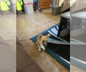 Pembroke Welsh Corgi Puppy for sale in ROMOLAND, CA, USA