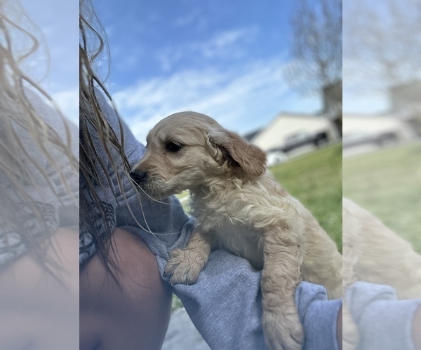 Medium Photo #7 Golden Retriever Puppy For Sale in JACKSONVILLE, NC, USA