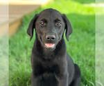 Small Labrador Retriever Mix